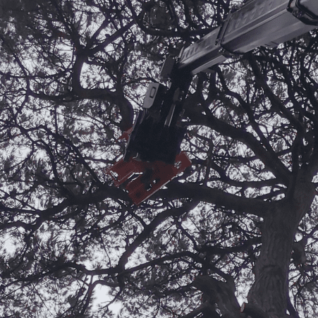 Transform Arboriculture Ltd — gallery image 3